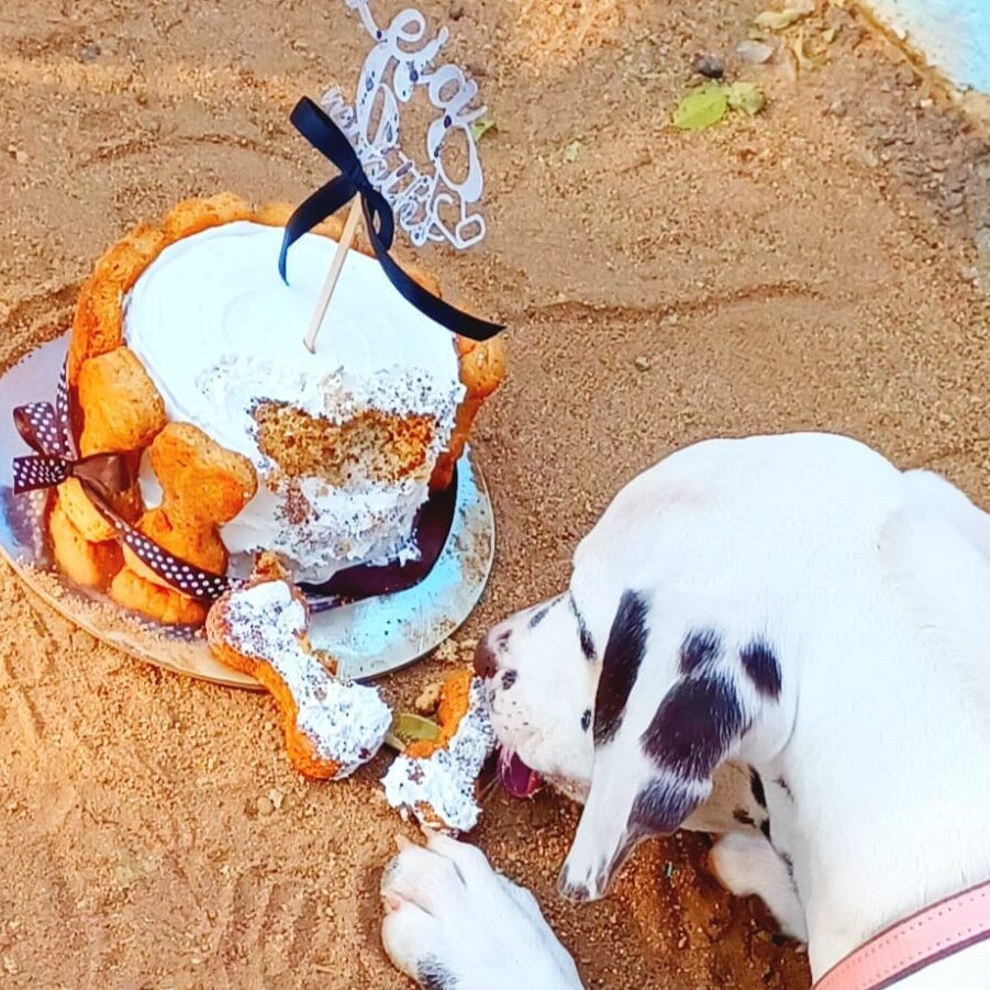 Doggie Cake - Image 5