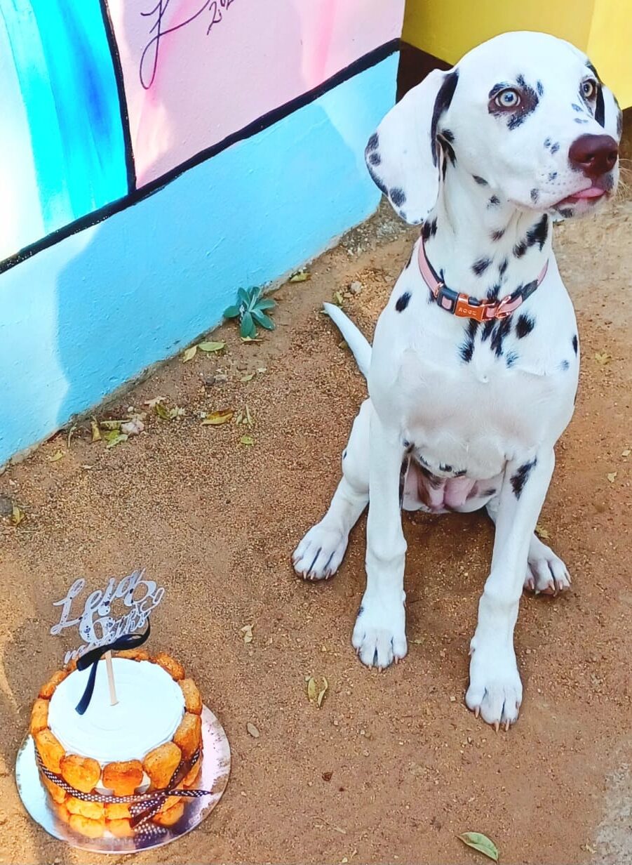 Doggie Cake - Image 2