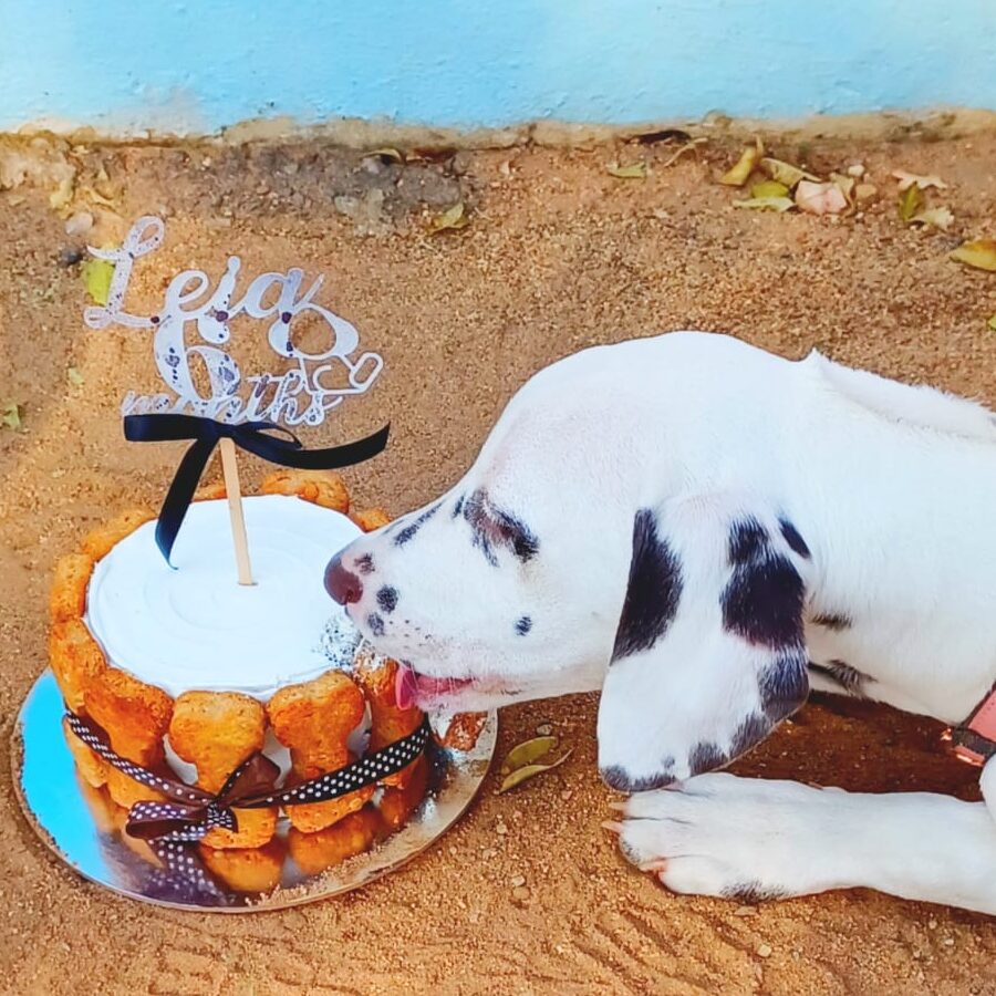 Doggie Cake - Image 4